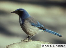 Western Scrub Jay.jpg