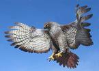 Red-tailed Hawk.jpg