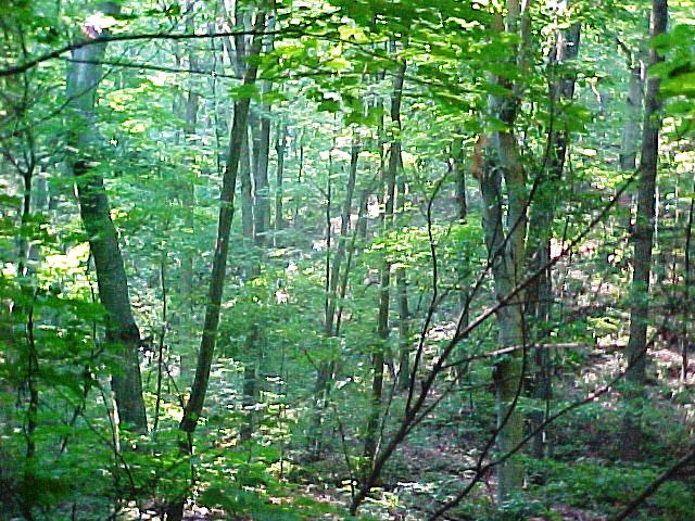 Description: Description: Description: Description: Description: Description: Description: Description: Description: Description: Tree Stand